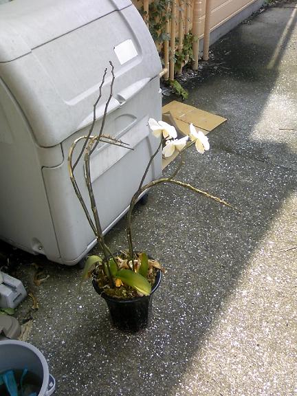 pic 2008 0908 花復活004 thumb 432x576 花の命はみじかくて