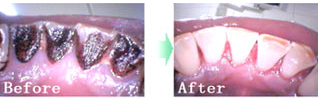 PMTCの写真 Before・After