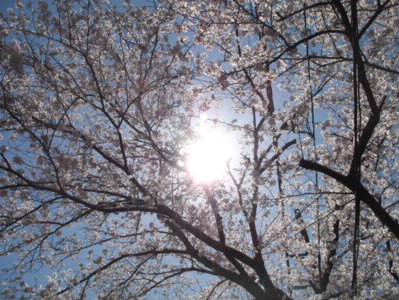 Sakura3