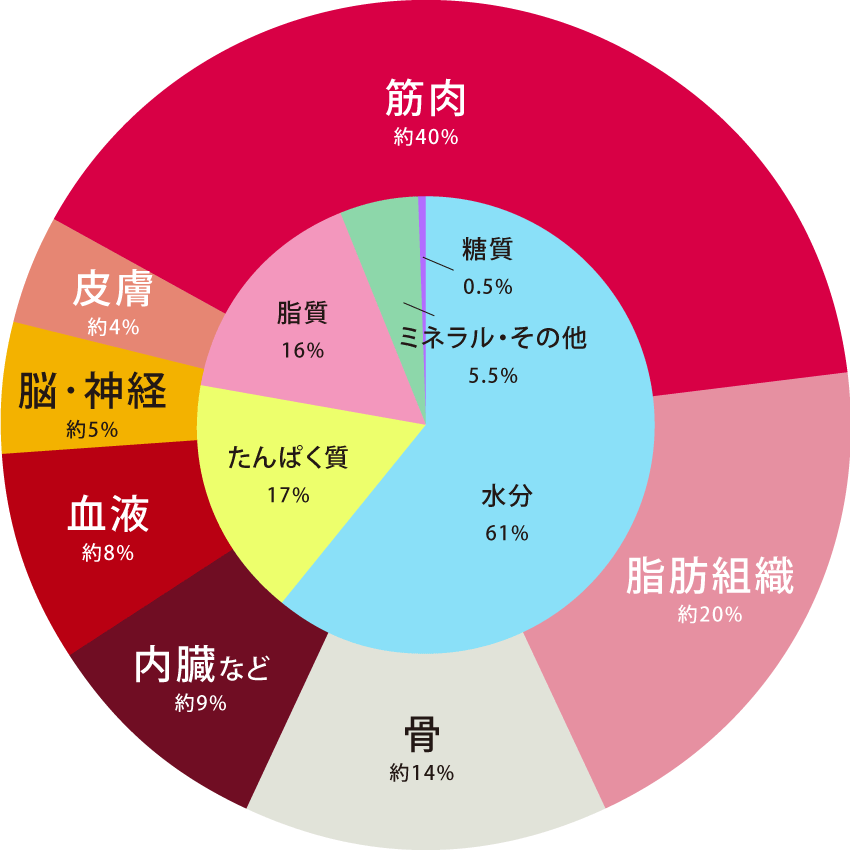私たちの身体を作る栄養素