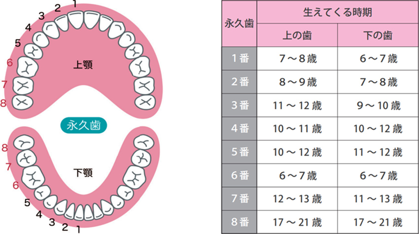 歯の生え変わりの順序