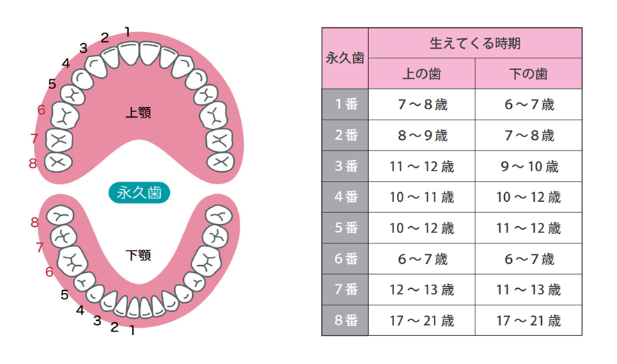 歯の生え変わりの順序